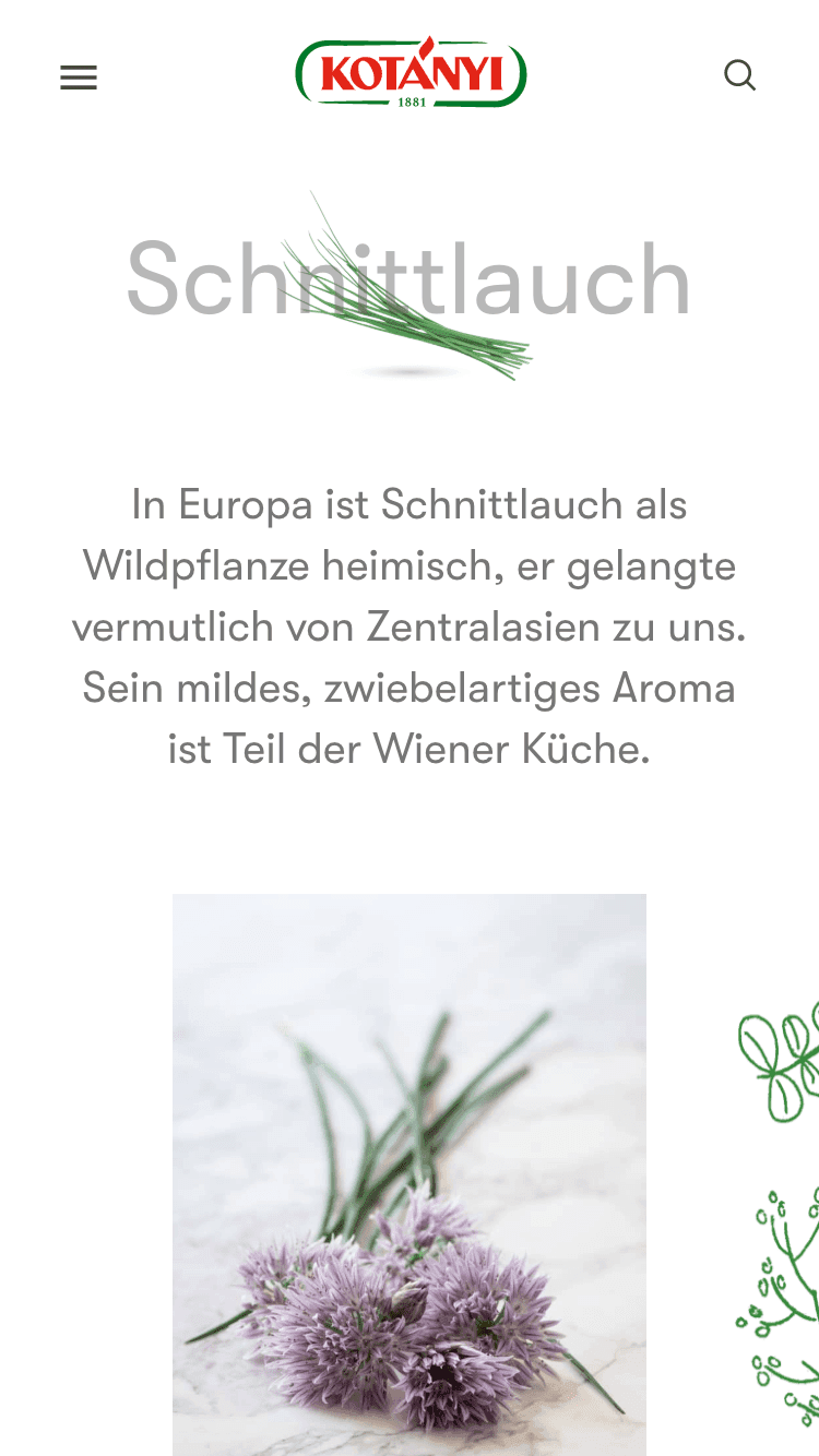 kotanyi-discover-chives-1