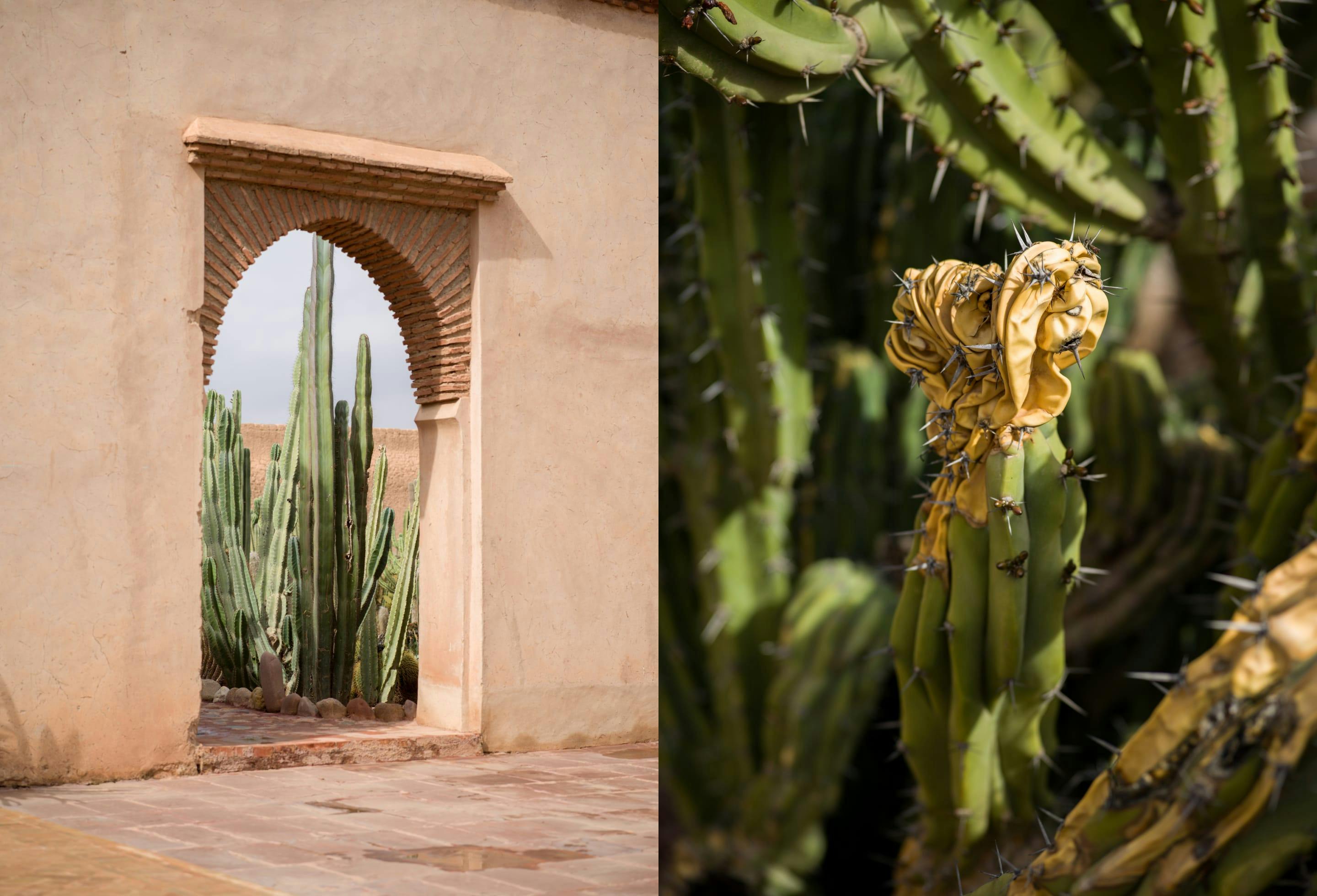 Ein Kaktus in einer Tür und ein Kaktus in einem Garten.